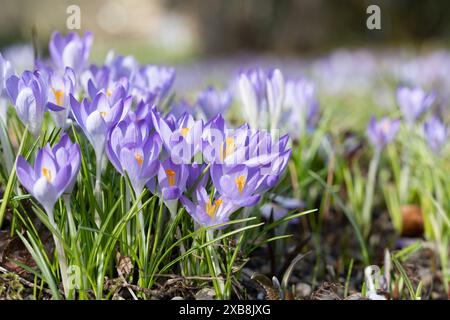 Botanica, croci primaverili, ATTENZIONE! PER L'USO DI GREETINGCARD/CARTOLINA NEI PAESI DI LINGUA TEDESCA POTREBBERO ESSERE APPLICATE ALCUNE RESTRIZIONI Foto Stock