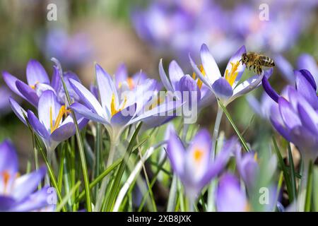 Botanica, croci primaverili, ATTENZIONE! PER L'USO DI GREETINGCARD/CARTOLINA NEI PAESI DI LINGUA TEDESCA POTREBBERO ESSERE APPLICATE ALCUNE RESTRIZIONI Foto Stock