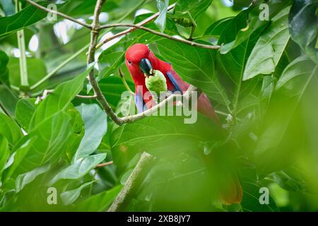 Papuan eclectus, Red-sided eclectus o New Guinea eclectus, Eclectus roratus, Raja Ampat Biodiversity Nature Resort, Waigeo, Raja Ampat, West Papua Foto Stock