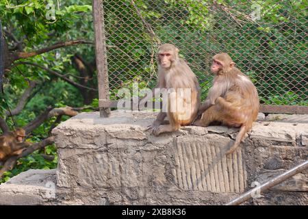 Due scimmie appollaiate su un muro di pietra vicino a una recinzione a catena Foto Stock