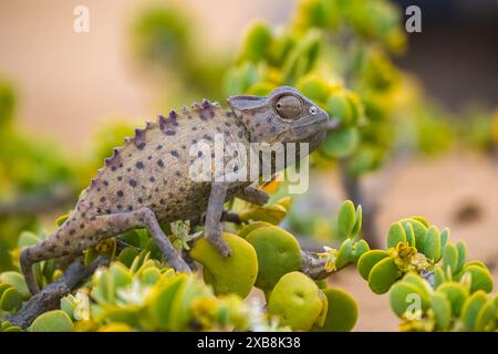 Namaqua Chameleon, Chamaeleo namaquensis, in piedi sulla sabbia nel deserto del Namib Foto Stock