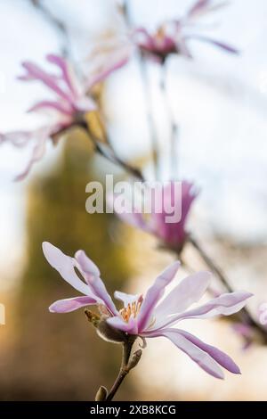 Botanica, ATTENZIONE! PER L'USO DI GREETINGCARD/CARTOLINA NEI PAESI DI LINGUA TEDESCA POTREBBERO ESSERE APPLICATE ALCUNE RESTRIZIONI Foto Stock