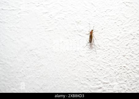 Un primo piano di una zanzara, Culex Pipiens, appoggiata su un muro bianco Foto Stock