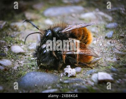 Le due api nere e rosse con le gambe lunghe appoggiate sulle rocce Foto Stock