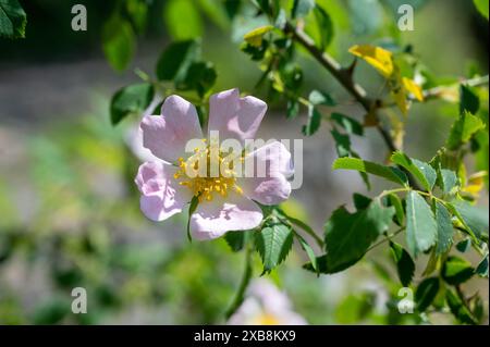 Botanica, ATTENZIONE! PER L'USO DI GREETINGCARD/CARTOLINA NEI PAESI DI LINGUA TEDESCA POTREBBERO ESSERE APPLICATE ALCUNE RESTRIZIONI Foto Stock