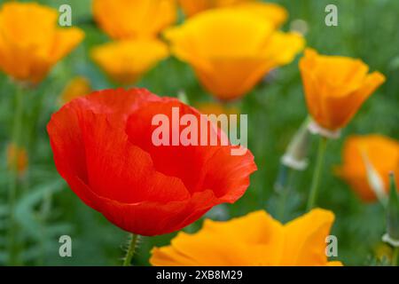 Botanica, papavero, ATTENZIONE! PER L'USO DI GREETINGCARD/CARTOLINA NEI PAESI DI LINGUA TEDESCA POTREBBERO ESSERE APPLICATE ALCUNE RESTRIZIONI Foto Stock