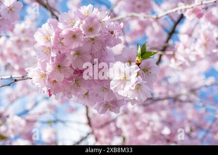 Botanica, ATTENZIONE! PER L'USO DI GREETINGCARD/CARTOLINA NEI PAESI DI LINGUA TEDESCA POTREBBERO ESSERE APPLICATE ALCUNE RESTRIZIONI Foto Stock