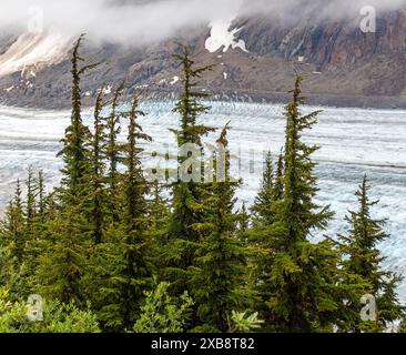 Pine Trees e Salmon Glacier in estate, British Columbia, Stewart, Canada. Foto Stock