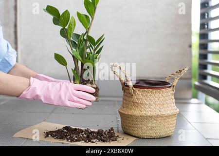 mani che tengono un fiore accanto a un vaso, trapiantano fiori in un vaso nuovo, progettano un appartamento e una casa Foto Stock