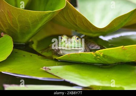 Rana arroccata su ninfee e foglie nello stagno Foto Stock