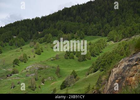 Una vista panoramica di un pendio di montagna ricoperto da una lussureggiante foresta verde Foto Stock