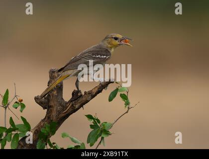 Un'oriola di Bullock (Icterus bullockii) appollaiata su un ramo, mangiando uno spuntino Foto Stock