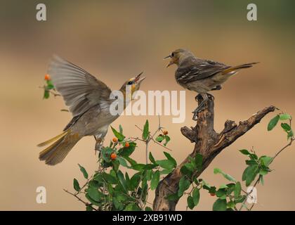 I due uccelli di Bullock oriole (Icterus bullockii) appollaiati su un ramo d'albero Foto Stock