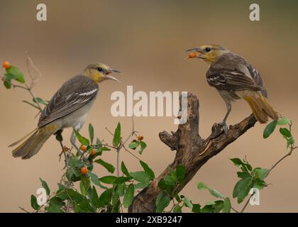 I due uccelli di Bullock oriole (Icterus bullockii) appollaiati su un ramo d'albero Foto Stock