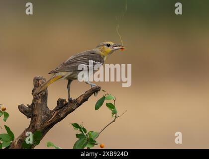 Un'oriola di Bullock (Icterus bullockii) appollaiata su un ramo, nutrendosi di foglie con il suo becco Foto Stock