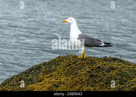 Gabbiano dalle gambe gialle (Larus michahellis) proveniente da Gilsfjordur, Islanda occidentale a fine maggio. Foto Stock