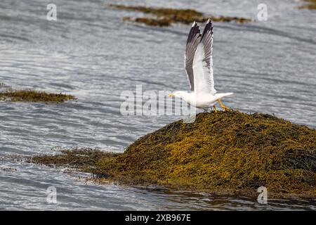 Gabbiano con le gambe gialle (Larus michahellis) su bladderwrack. Foto da Gilsfjordur, Islanda occidentale a fine maggio. Foto Stock