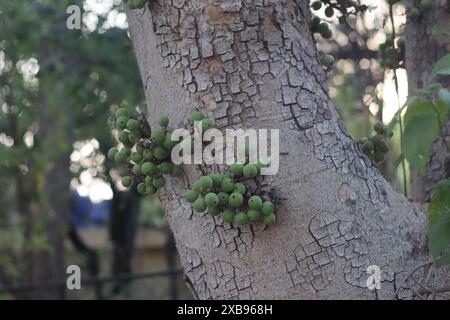 Il Ficus racemosa, popolarmente noto come grappolo fico albero o gulare Foto Stock