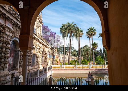 Vista delle palme di fronte a un edificio dall'interno Foto Stock