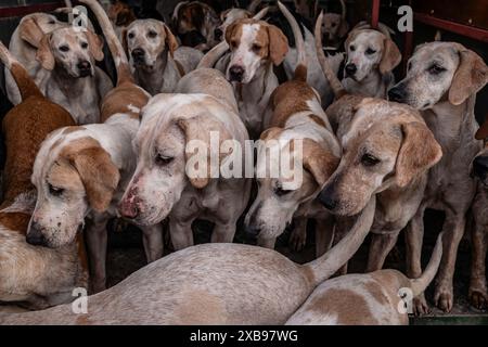 St. Boswells, Melrose, Scottish Borders, Scozia, Regno Unito. 3 novembre 2021. I foxhounds del Duca di Buccleuch nei loro canili, prima della loro apertura M Foto Stock