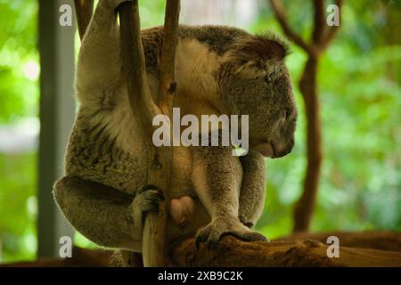 Un primo piano di un koala seduto su un ramo d'albero in una lussureggiante foresta verde nel Brisbane Koala Sanctuary Foto Stock