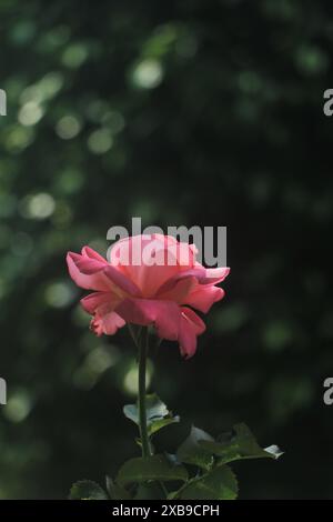 in fiore rosa, fiore, giardino, rosa, rosso, bianco, giallo, arancione, viola, molla, sfondo romantico estivo, salvaschermo, carta da parati, naturale Foto Stock