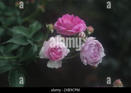 con rose, fiori in fiore, boccioli, grappolo di fiori, giardino, viola rosa, primavera, estate, sfondo, naturale, bella pianta Foto Stock
