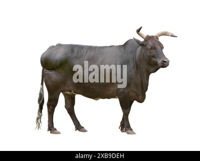 bestiame zebu nero isolato su sfondo bianco Foto Stock