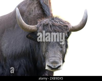yak verticale isolato su sfondo bianco Foto Stock