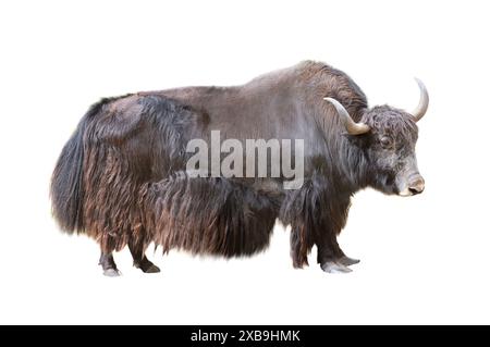 yak in piedi isolato su sfondo bianco Foto Stock