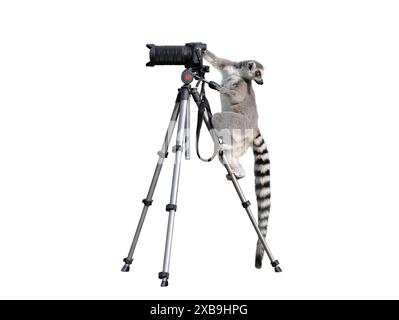 lemur si trova su un treppiede e tiene una fotocamera isolata su uno sfondo bianco Foto Stock