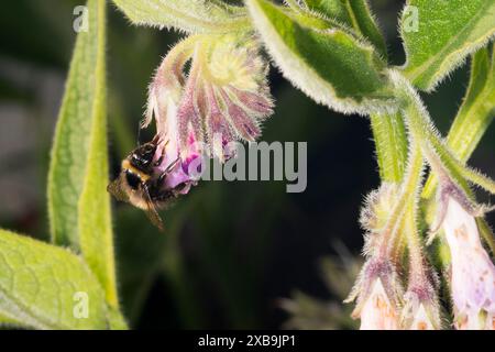 Un calabrone su un fiore comfrey. Foto Stock