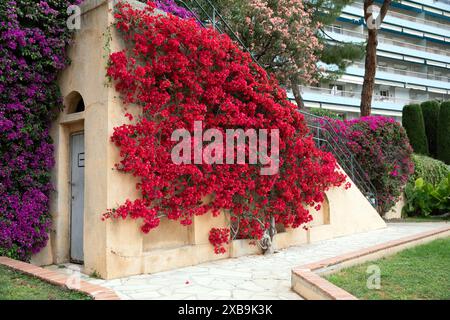 Bellissime bouganville rosse e viola in piena fioritura salendo su un muro di pietra nel Principato di Monaco. Queste piante vivaci aggiungono un tocco colorato all'arco locale Foto Stock