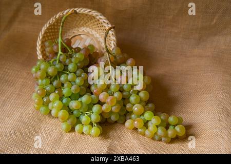 Grappoli di uve di Vinalopo. Spagna. Foto Stock