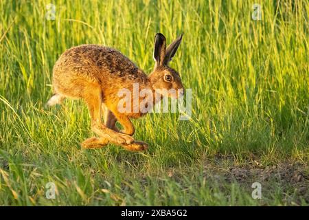 Brown Hare (Lepus europaeus) che corre lungo il bordo di un campo arabile, Scozia, Regno Unito Foto Stock