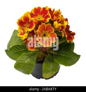 Fiore primaverile di fiori d'arancia di primrose in vaso, vista frontale da vicino isolata su sfondo bianco. Foto Stock