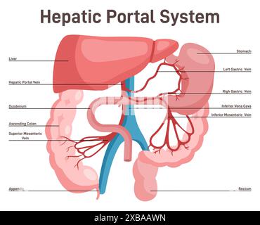 Sistema portale epatico. Anatomia del fegato e dei vasi sanguigni umani con descrizioni. Afflusso di sangue al fegato, allo stomaco e al colon. Illustrazione vettoriale piatta Illustrazione Vettoriale