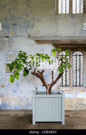 La luminosa e ariosa Orangerie di Knole House, vicino a Sevenoaks, Kent Foto Stock