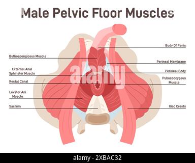Anatomia dei muscoli del pavimento pelvico maschile. L'anatomia del cavallo, i muscoli del pavimento pelvico coprono la parte inferiore del bacino e supportano gli organi pelvici. Illustrazione vettoriale piatta Illustrazione Vettoriale