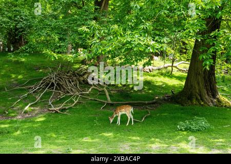 Infilare il caro gregge al Knole House Park and Gardens, Sevenoaks, Kent Foto Stock