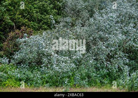 Pioppi d'argento. Populus alba, pioppo argenteo o pioppo bianco Foto Stock