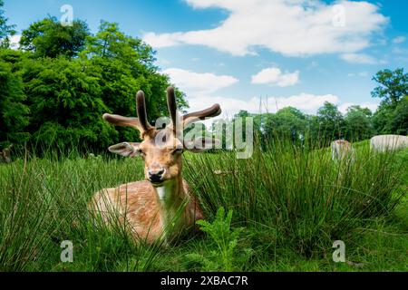 Infilare il caro gregge al Knole House Park and Gardens, Sevenoaks, Kent Foto Stock