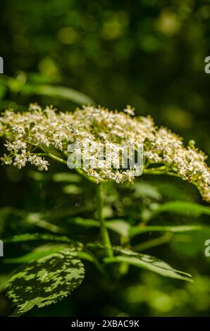 Viburnum lantana fiore nel prato, primo piano. Foto di alta qualità Foto Stock