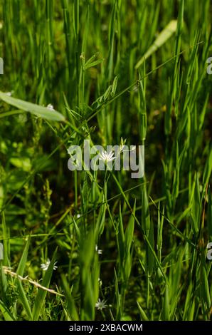 Splendidi fiori bianchi che fioriscono nell'erba. Foto di alta qualità Foto Stock