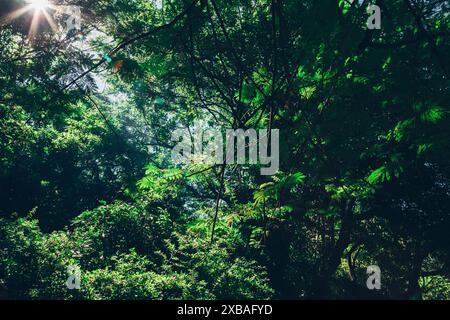 La luce del sole si irradia attraverso il lussureggiante baldacchino verde di una fitta foresta, creando una tranquilla e tranquilla scena naturale con un fogliame vibrante. Foto Stock