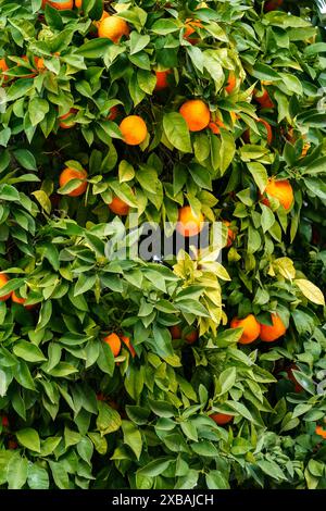 Foto ravvicinata di arance vibranti appese ai rami di un albero di arancio Foto Stock