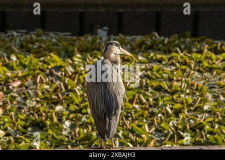Heron al Barbican Estate Pond, City of London Foto Stock