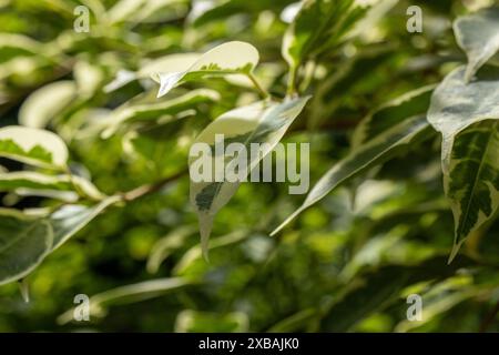 Vista macro ravvicinata della pianta fogliare del ficus benjamina Foto Stock