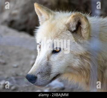 Immagine ravvicinata di un lupo bianco con uno sguardo concentrato e intenso, che mostra la bellezza e la maestosità della fauna selvatica. Foto Stock