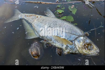 11 giugno 2024, Brandeburgo, Francoforte (Oder): Un pesce morto e una cozze morte galleggiano sulla superficie dell'acqua a Winterhafen, un affluente del fiume di confine tedesco-polacco Oder. Il giornale Märkische Oderzeitung (MOZ) riferì per la prima volta sull'aumento della presenza di pesci morti nel fiume Oder. Da lunedì scorso, gli avvistamenti di pesci morti nel fiume di confine intorno a Francoforte (Oder) sono aumentati. Specie morte come luccio e zander, così come piccoli pesci bianchi galleggiano sulla superficie dell'acqua a Winterhafen. Sono morte anche lumache e cozze. Nell'agosto 2022, c'era già una messa Foto Stock